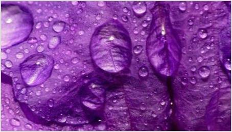 Co fialová barva znamená v psychologii?