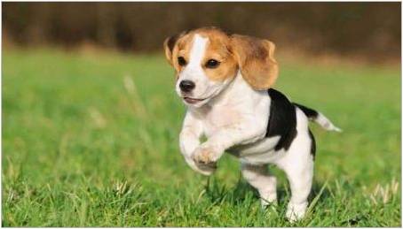 Beagle velikosti: hmotnost a rostoucích psů po měsících