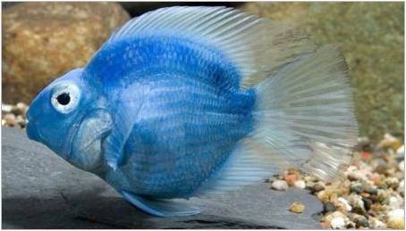 Blue Parrot ryby: popis a doporučení pro obsah