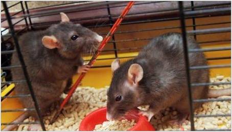 Buňky pro krysy: Charakteristika, výběr, zařízení, péče