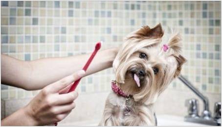 Doporučení pro výběr zubní pasty pro psy