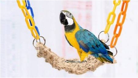Druhy a výběr hraček pro papouška