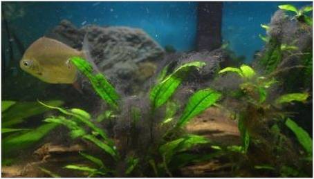 Černé řasy v akváriu: Proč vznikají a jak se s nimi vypořádat?