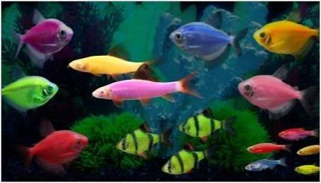 Glofish Fish: Glowing Fluorescent Aquarium Obyvatelé