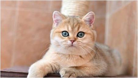 Golden British Chinchilla: Popis koček, vlastnosti a pravidla péče