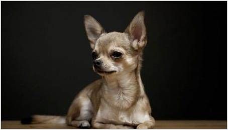 Historie plemene Chihuahua