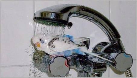 Jak se vykoupat vlnitý papoušek?