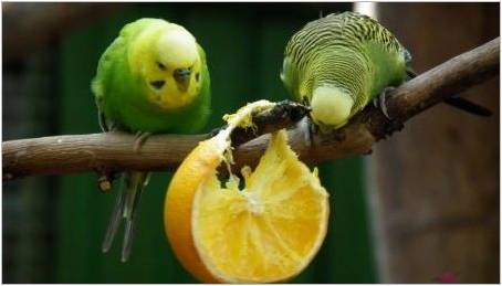 Jaké ovoce mohou být vlnitým papouškem?