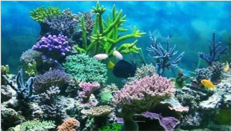Korály pro akvarijní: druhy a aplikace