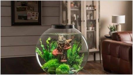 Kulaté akvária: Rozměry, volba a design