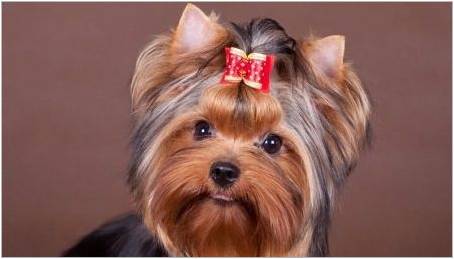 Malé plemena psů pro bytu: Lidé a tajemství obsahu psí