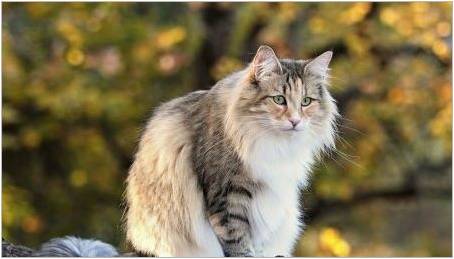 Norština Forest Cat: popis, obsah a chov
