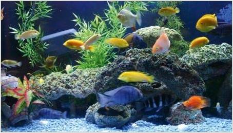 Přehled populární velké akvarijní ryby