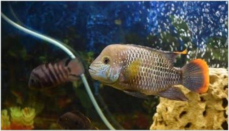 Popis druhů masožravých akvarijních ryb a jejich obsah