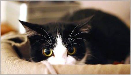 Proč se kočky bojí vysavače?
