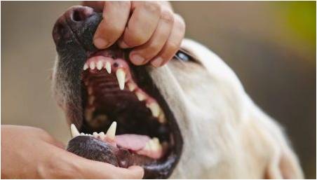 Psí zuby: kvantita, struktura a péče