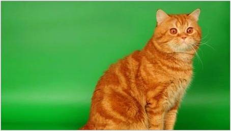 Red britské kočky: popis, pravidla obsahu a šlechtění