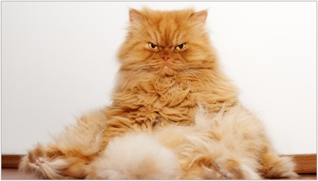 Red perské kočky: charakteristiky a péče