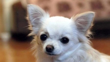 Seznam populárních Chicks pro Chihuahua