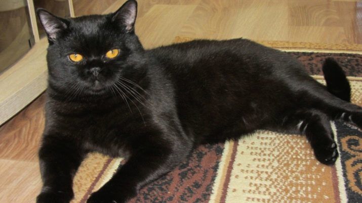 Skotští černá barva kočky