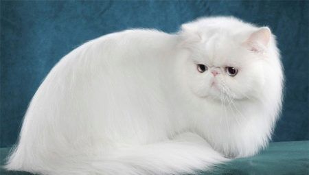 Vše o bílých perských koček a koček