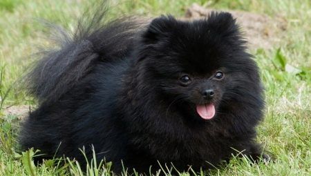 Vše o Black Pomeranian Spitzhah
