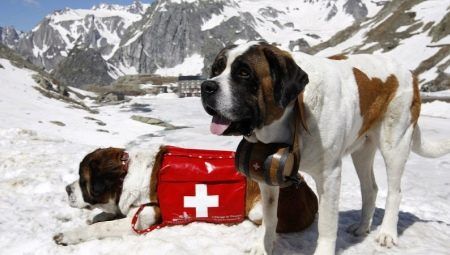Záchranářských psů: řada plemen, výukové funkce