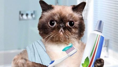 Zubní pasta pro kočky: typy, výběr a tipy pro použití
