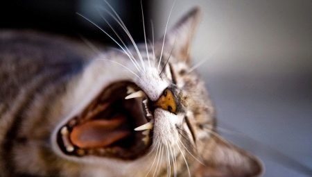Zuby koček: Množství, struktura a péče o ně